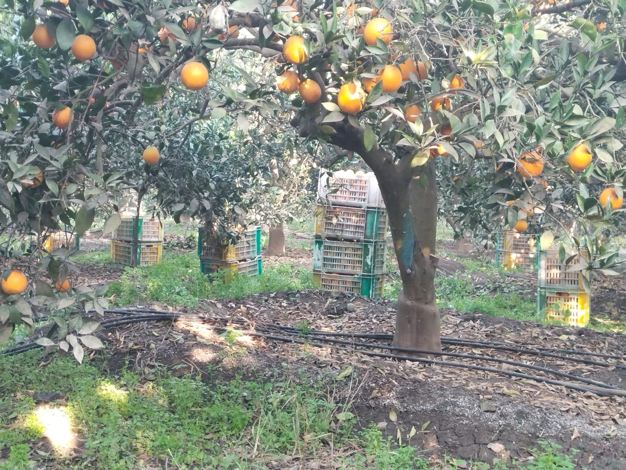 البرتقال على الأشجار وفي الصناديق