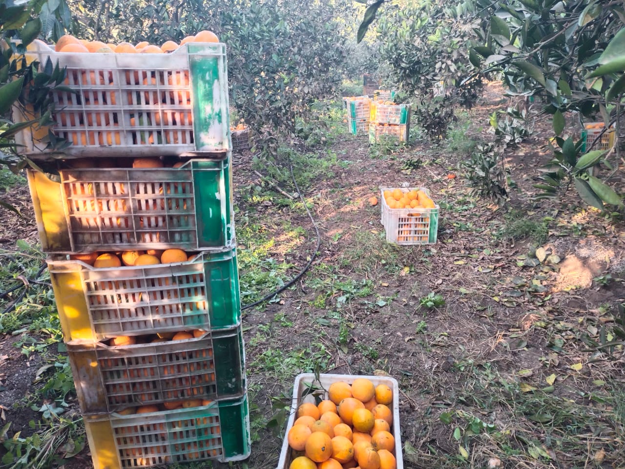 طوابير عالية من الصناطيق