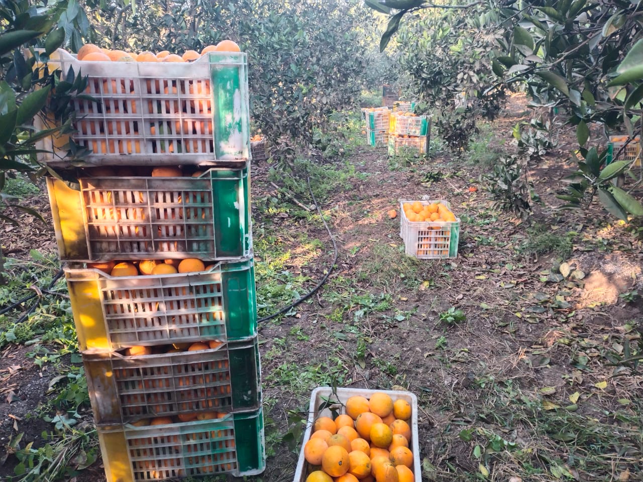 الصناديق الخاصة بالبرتقال