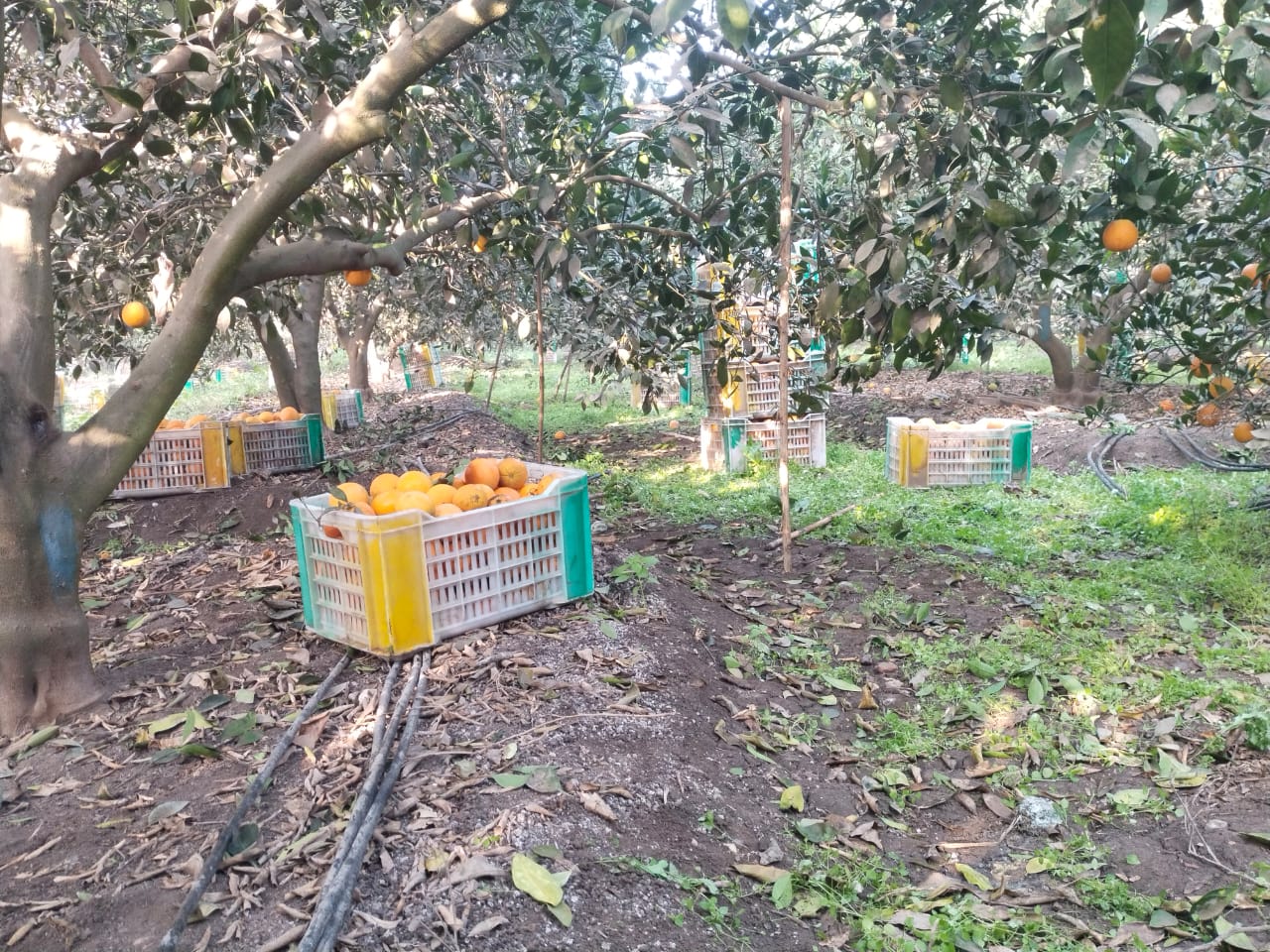 صناديق البرتقال بالمزرعة