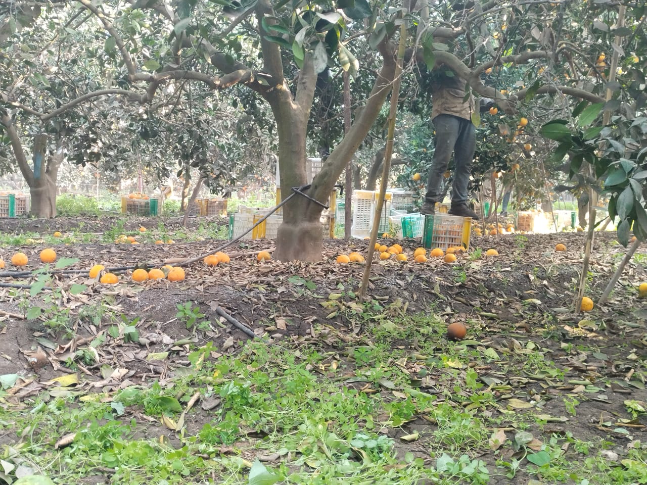 جانب من الحصاد