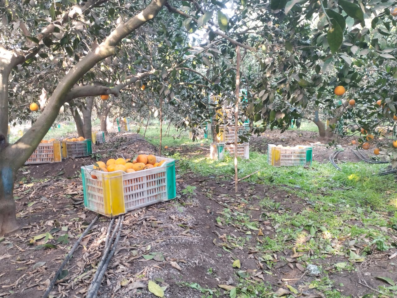 بعد قطف البرتقال