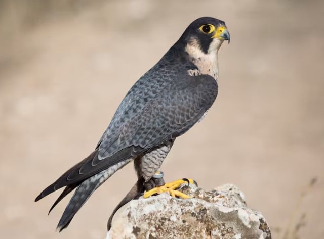 اسرع طائر فى العالم 