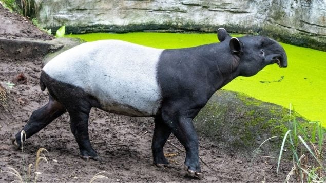 التابير الملايوي التابير الملايوي