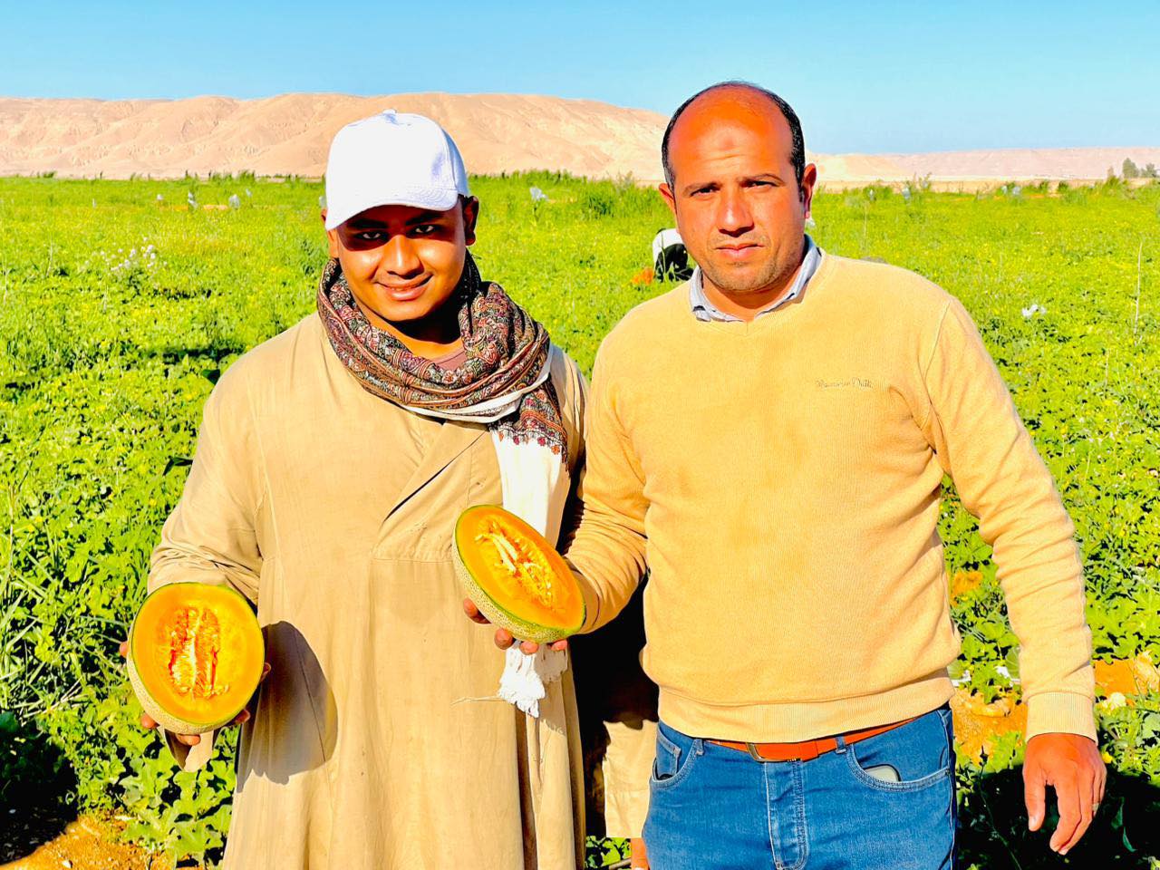 حصاد الكنتالوب بمزارع الأقصر