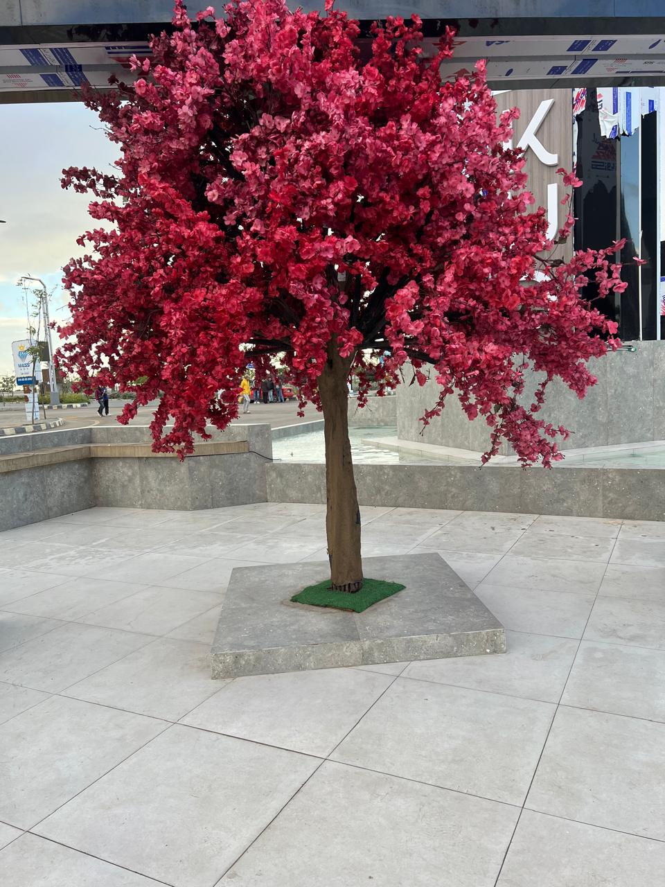 أشجار الزينة تظهر في المنصورة الجديدة