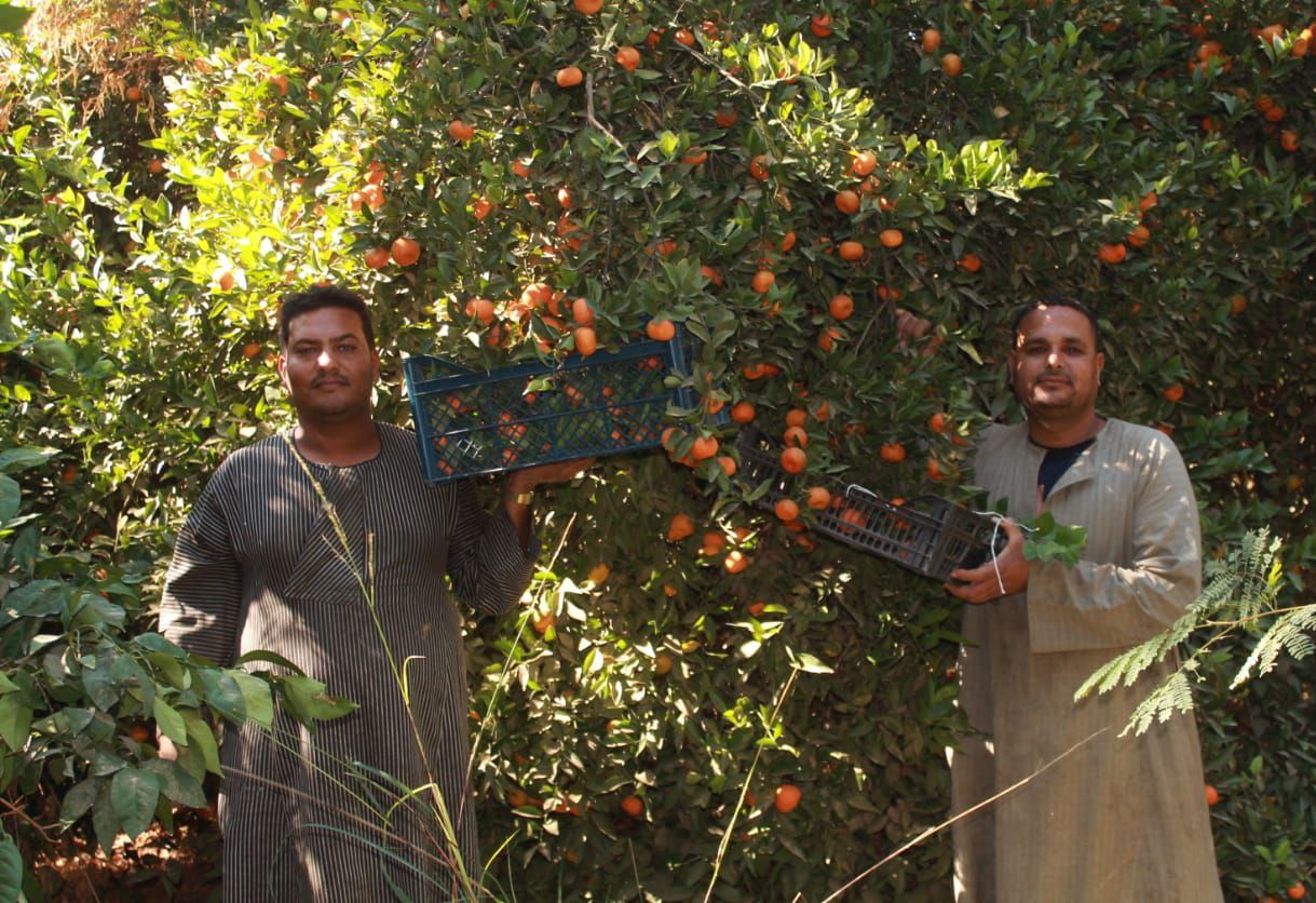 جنى ثمار اليوسفي فى مزارع الأقصر