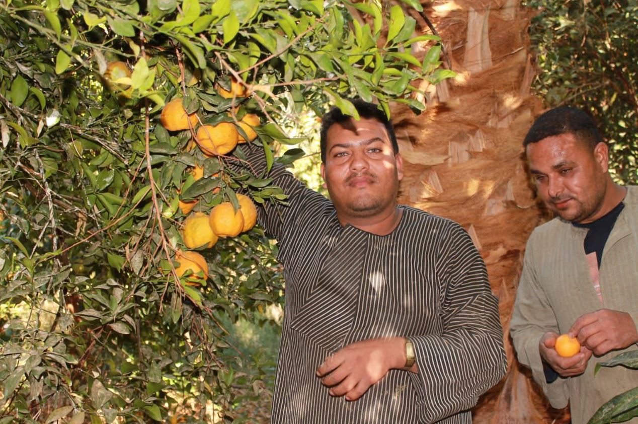 فرحة موسم حصاد اليوسفي فى مزارع الأقصر