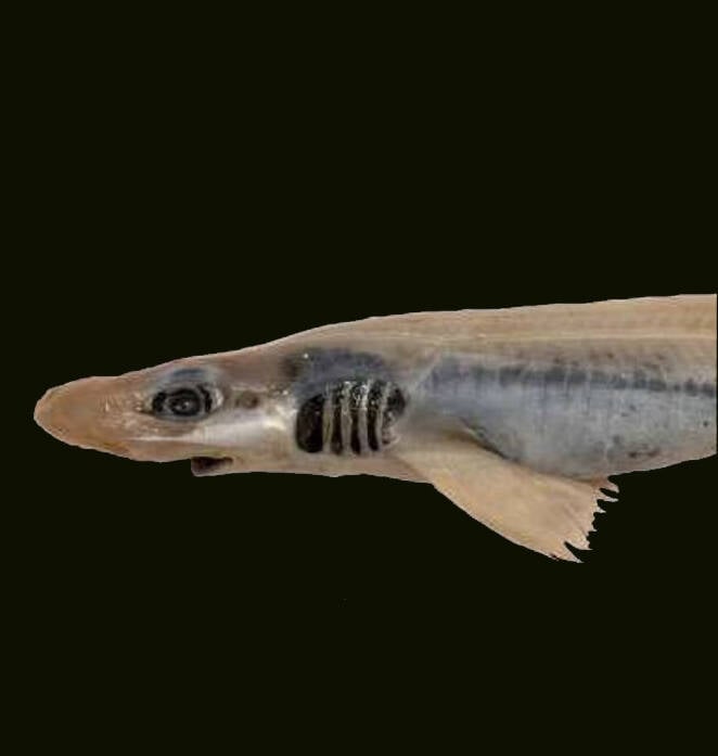 سمكة قرش بلا جلد سمكة قرش بلا جلد