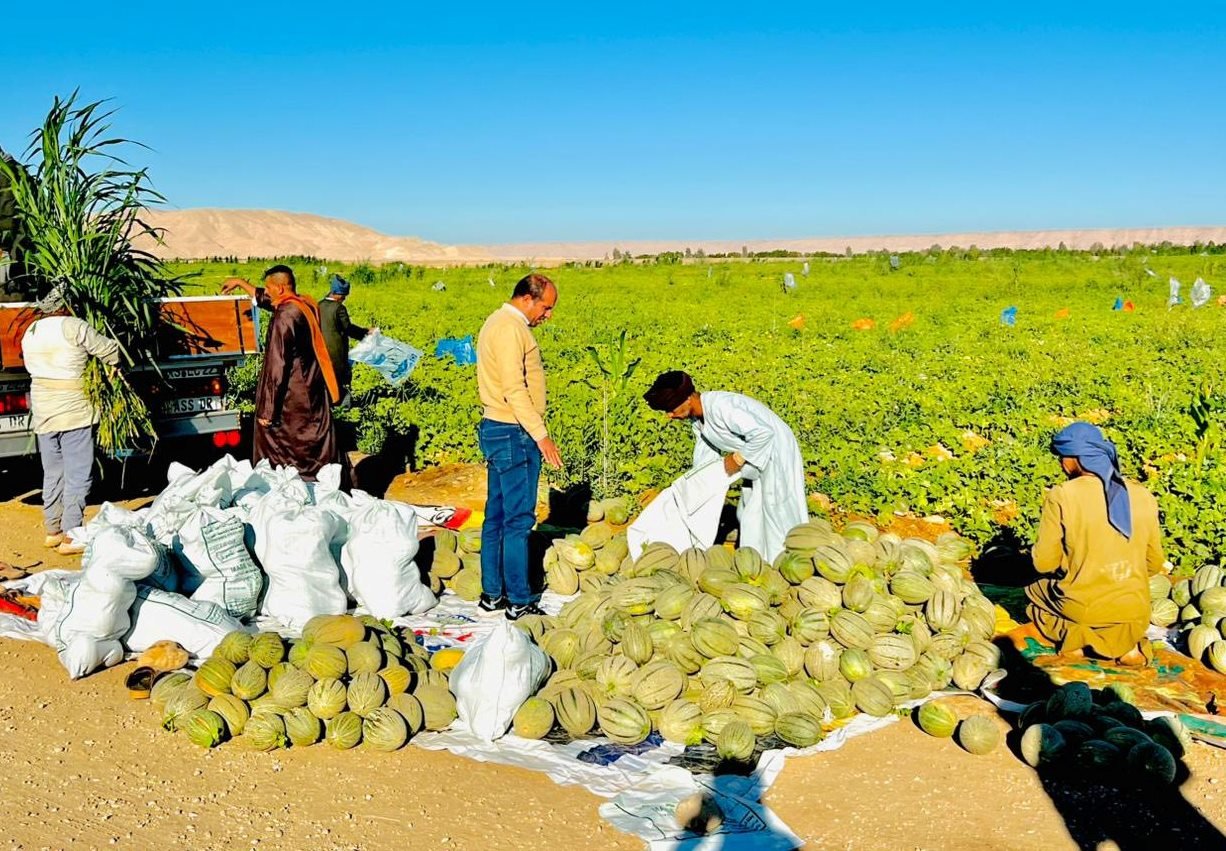 العمل فى موسم حصاد الكنتالوب بجبال الأقصر