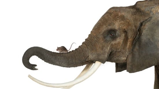 الفيل يخاف من الفئران