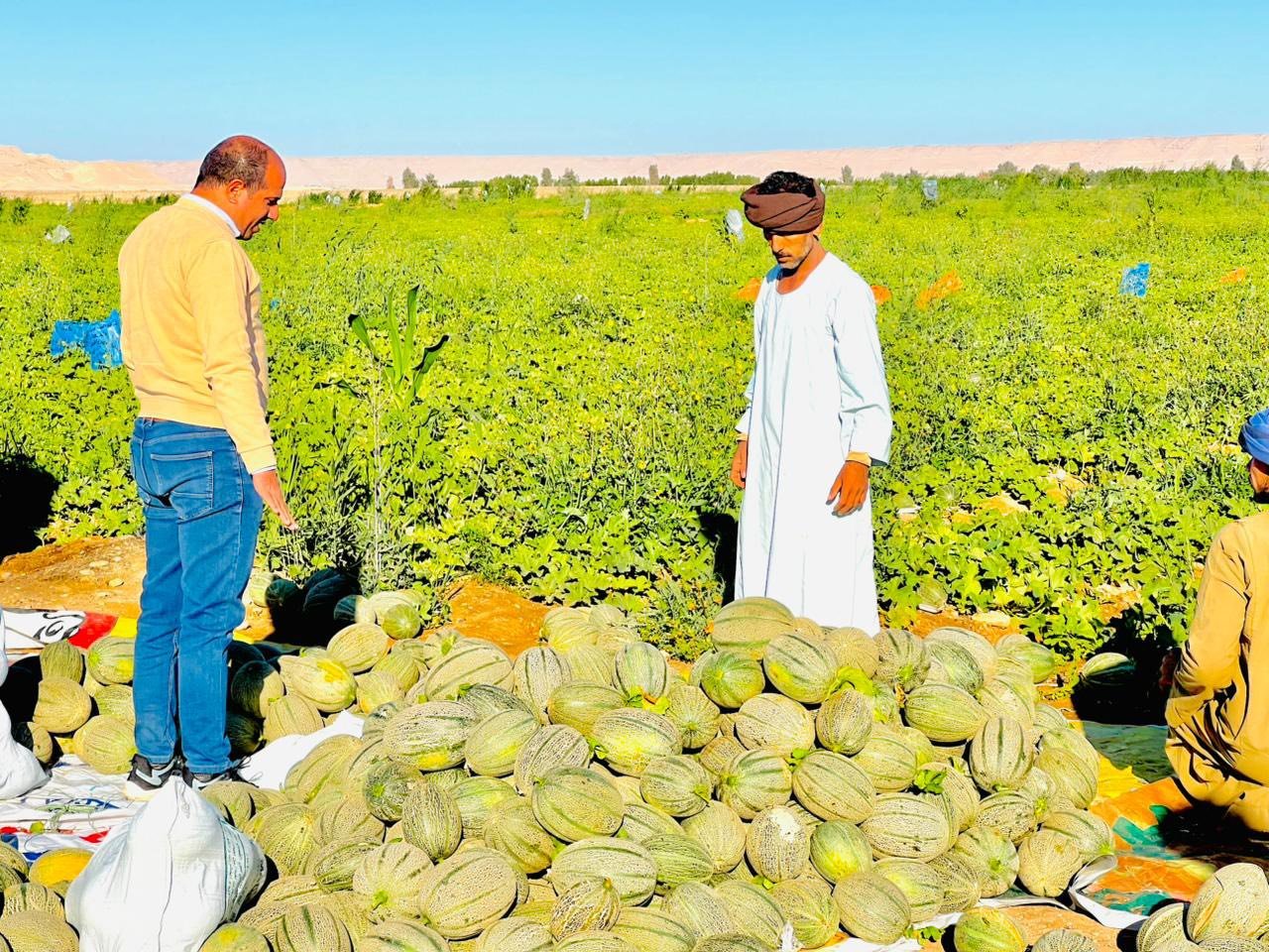 موسم حصاد الكنتالوب بمزارع جبال الأقصر