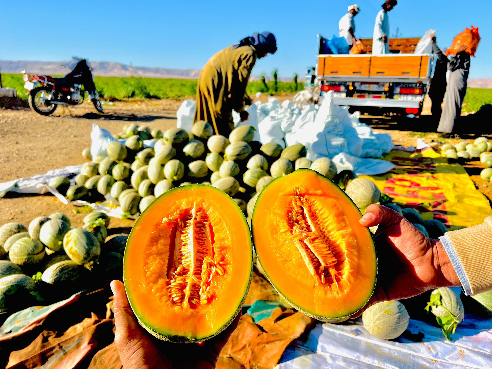 بهجة موسم حصاد الكنتالوب غرب الأقصر