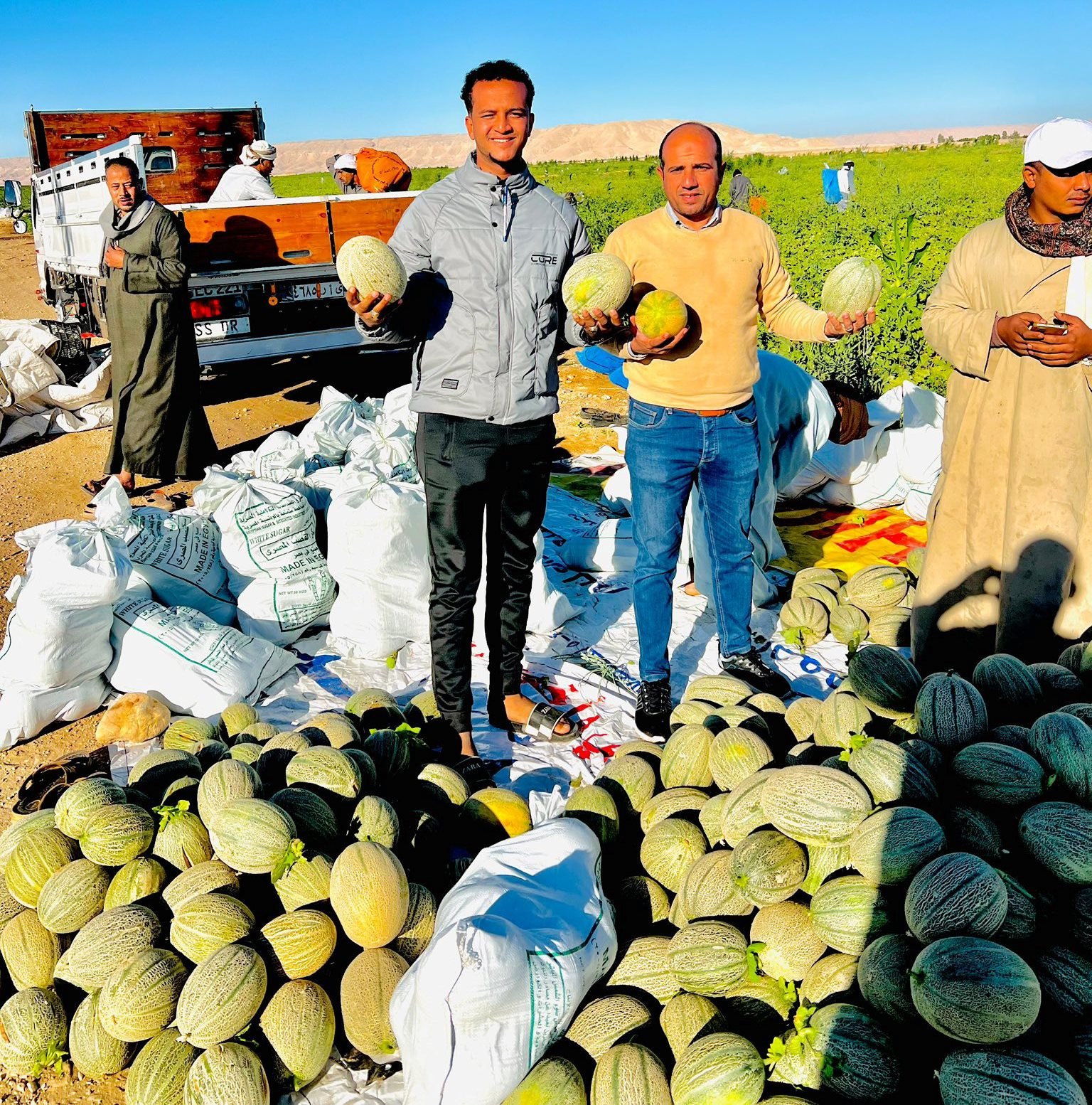 البهجة فى موسم حصاد الكنتالوب بجبال الأقصر