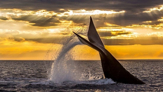 الحوت ثنائي الجنس الحوت ثنائي الجنس