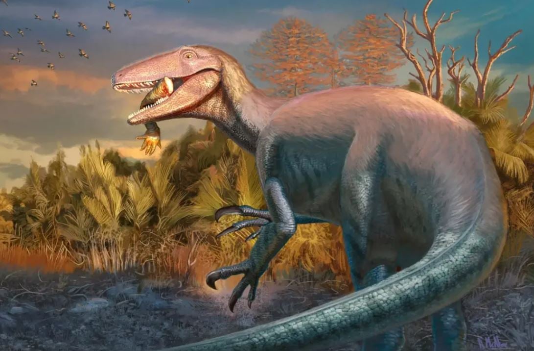 جواكينرابتور كاسالي