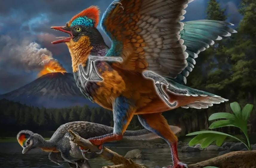 بامينورنيس تشنغينسيس أقدم طائر معروف