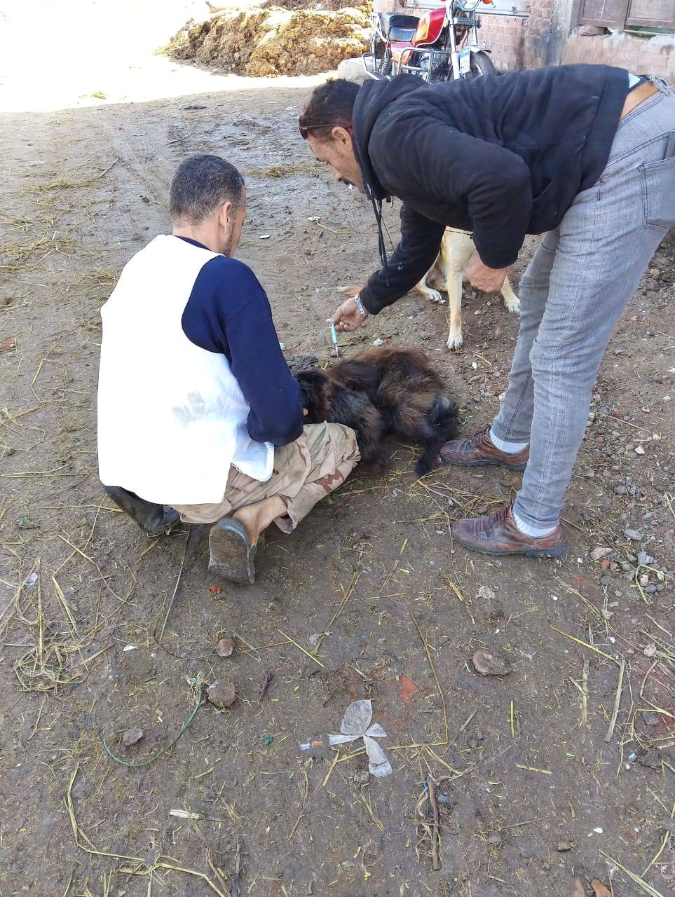 استمرار تحصين  الكلاب بقرى كفر الشيخ