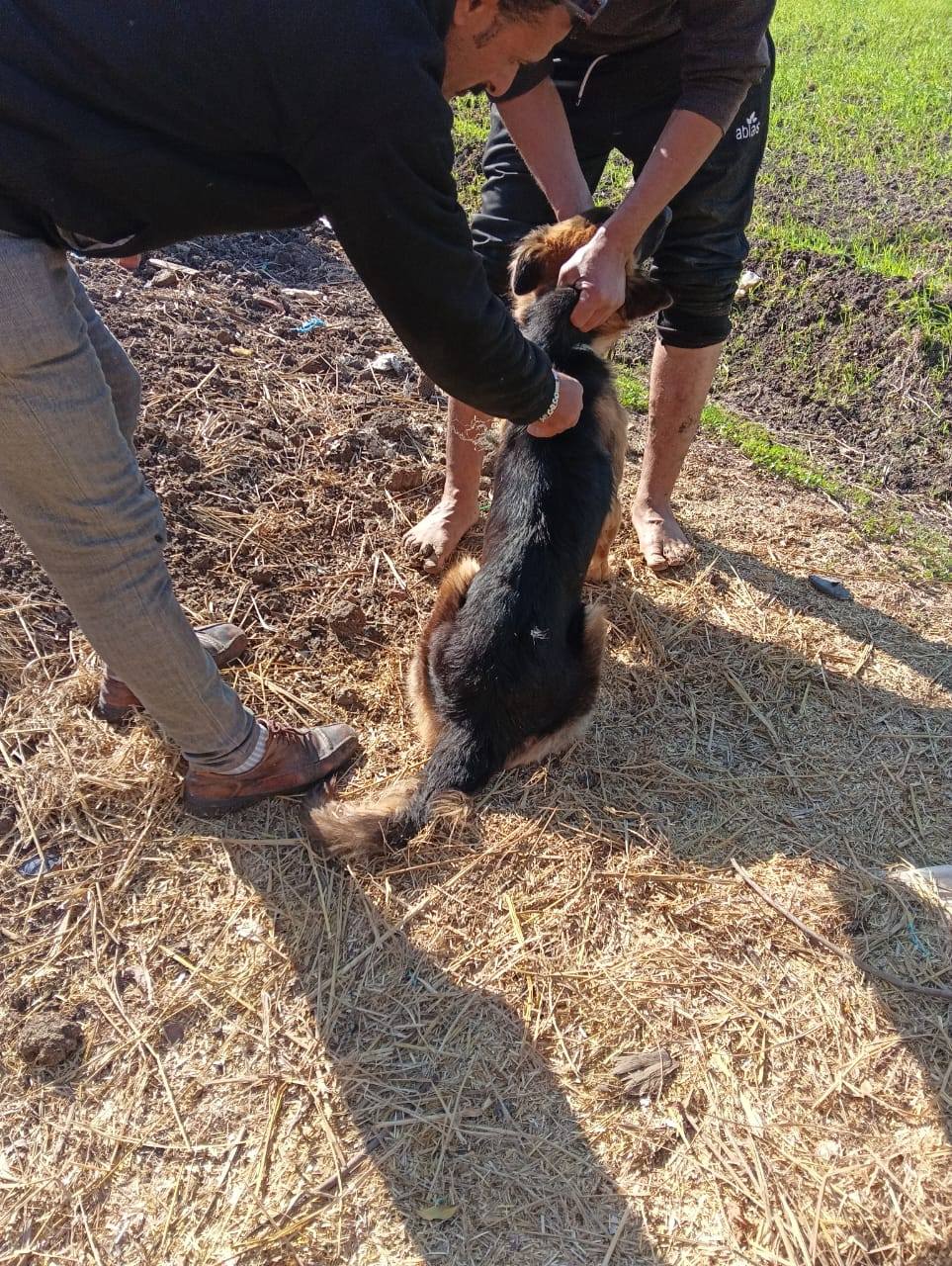 استمرار تحصين الكلاب بكفر الشيخ