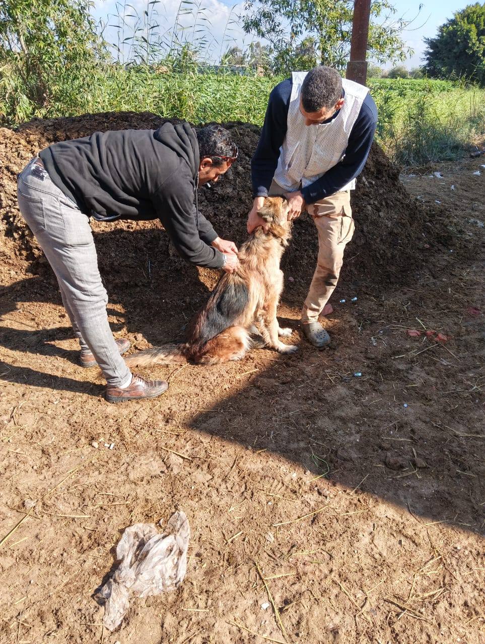 تحصين الكلاب الحرة بكفر الشيخ