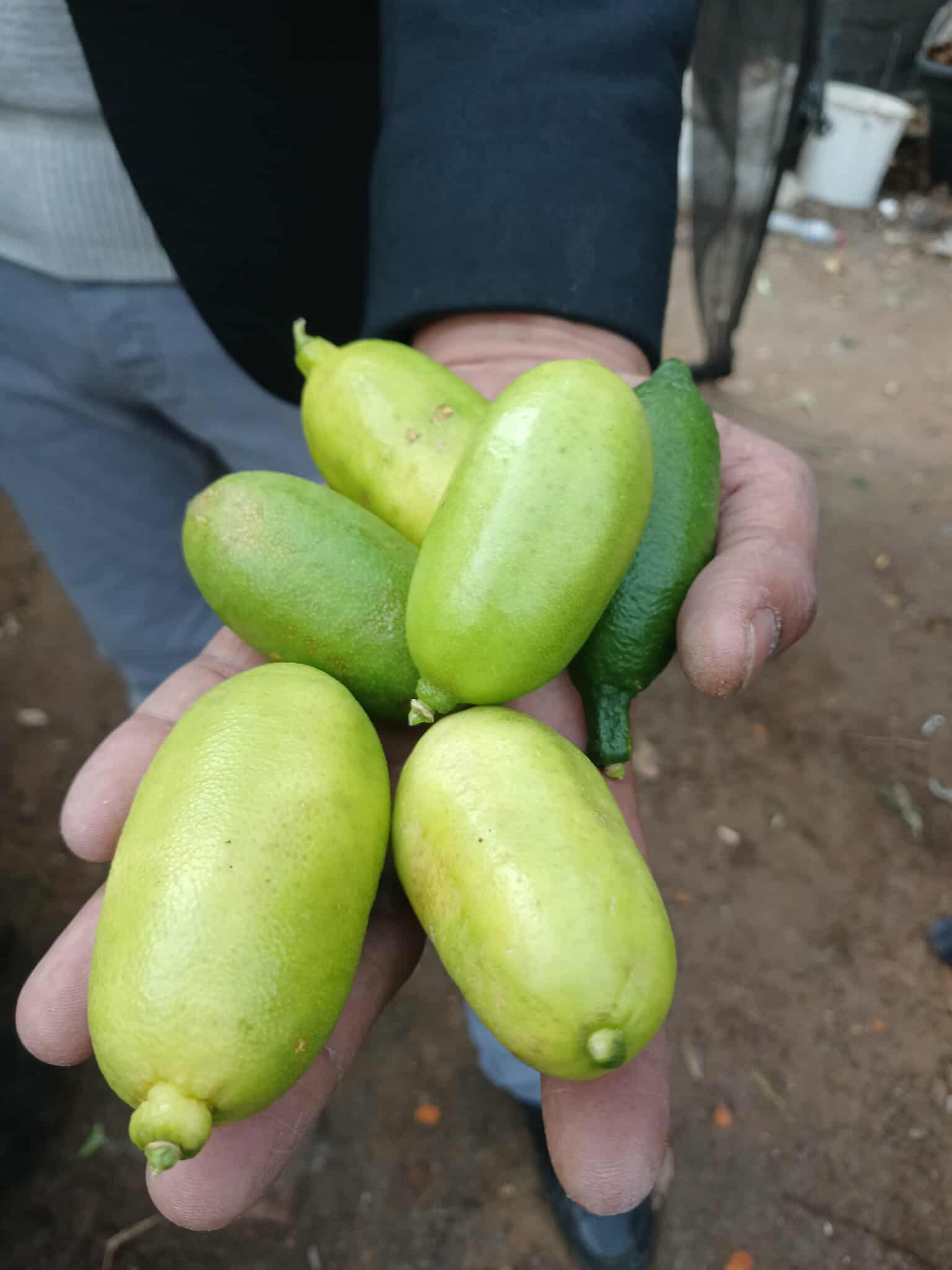 ليمون كافيار