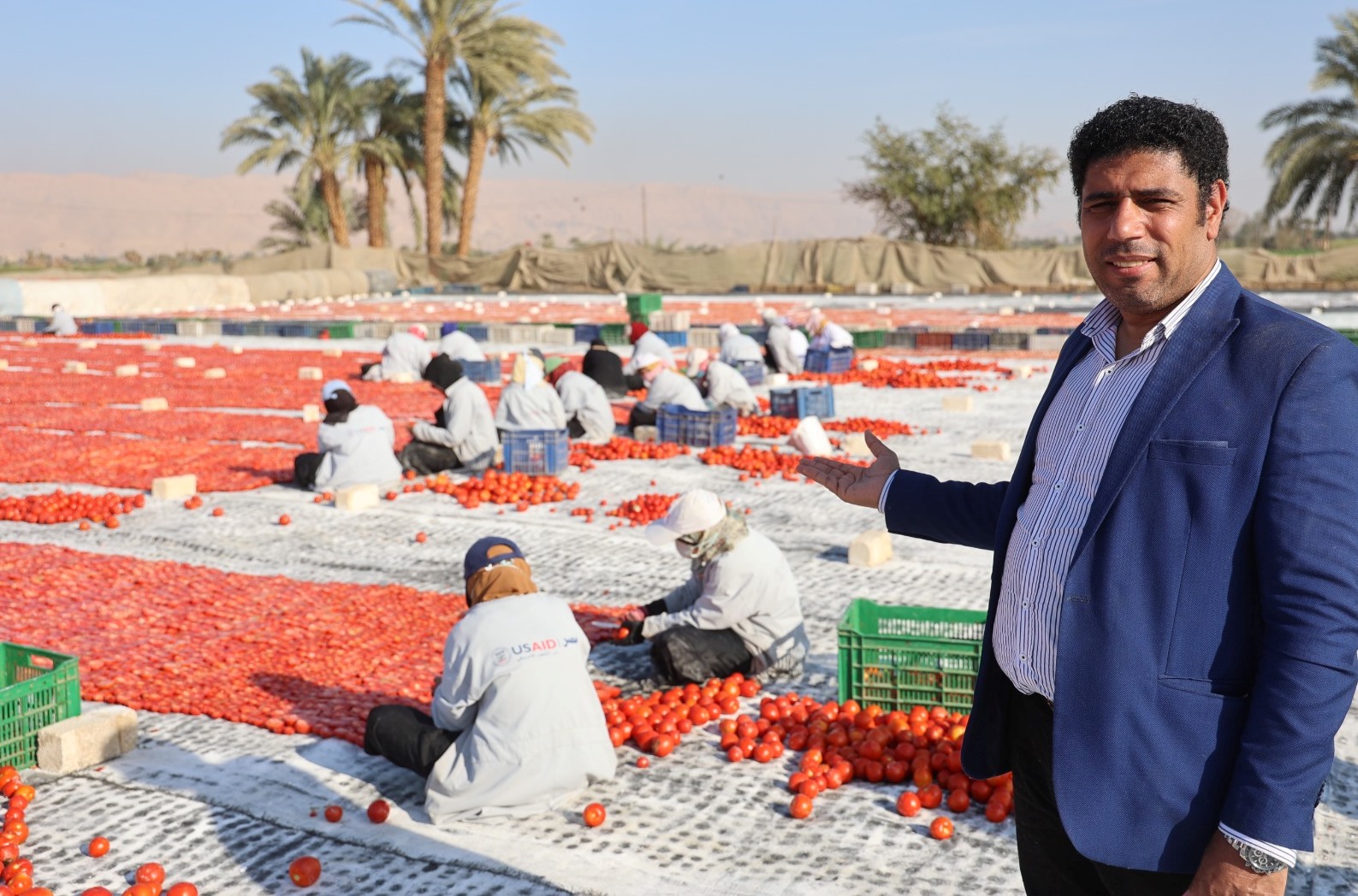 متابعة العمل فى تجفيف الطماطم بالأقصر متابعة العمل فى تجفيف الطماطم بالأقصر