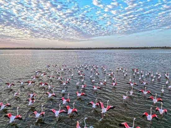 طيور الفلامنجو ببحيرة قارون طيور الفلامنجو ببحيرة قارون