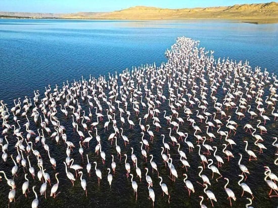 هجرة الفلامنجو هجرة الفلامنجو