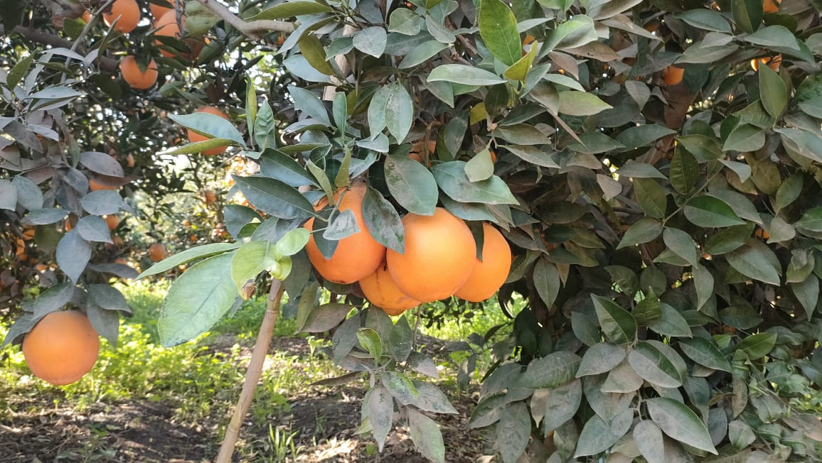 اشجار البرتقال اشجار البرتقال