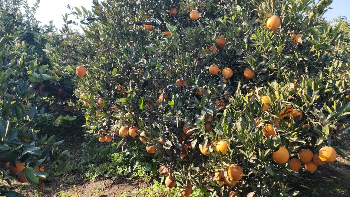البرتقال البرتقال