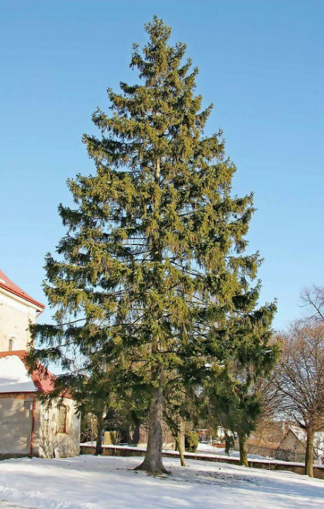 شجرة التنوب