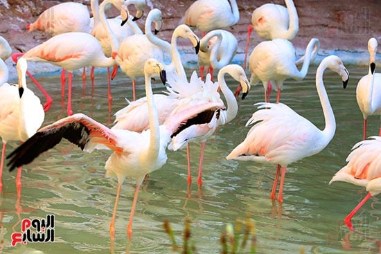 75686-الفلامنجو-الذى-يجعل-القاره-الافريقية-ومصر-وجهته 75686-الفلامنجو-الذى-يجعل-القاره-الافريقية-ومصر-وجهته