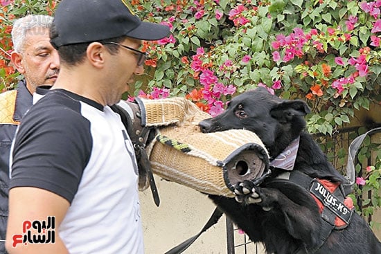 تدريب-كلاب-الحراسة-تصوير-ماهر-اسكندر-17-12-2025-(1)