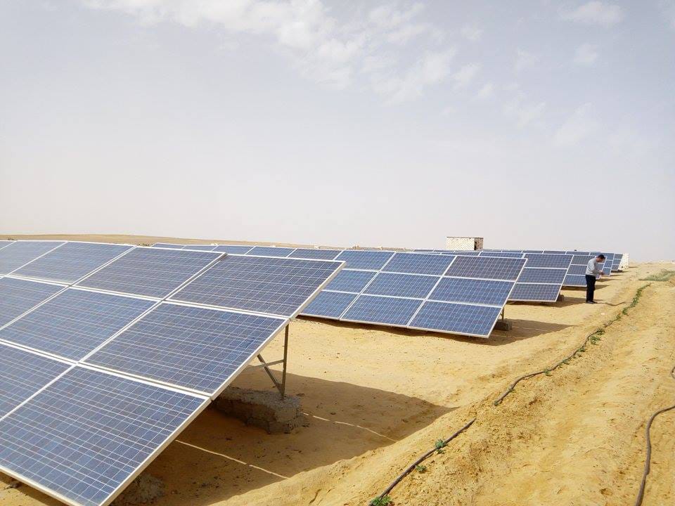 تنفيذ أكبر مزرعة لانتاج الجوجوبا بالوادى الجديد  (4)