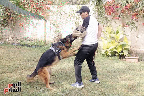 تدريب-كلاب-الحراسة-تصوير-ماهر-اسكندر-17-12-2025-(18)