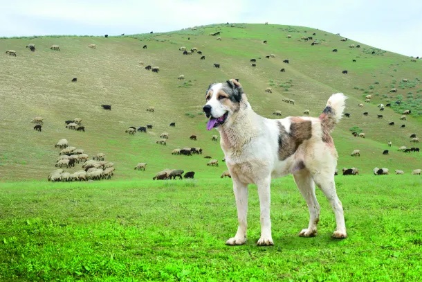فن تربية كلاب التركمان ألاباي