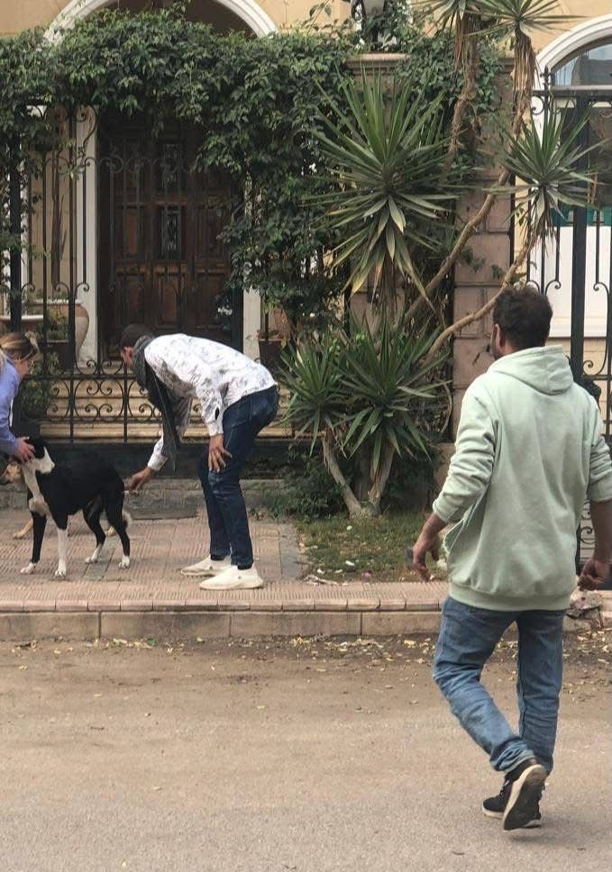 تطعيم الكلاب الحرة ضد السعار تطعيم الكلاب الحرة ضد السعار