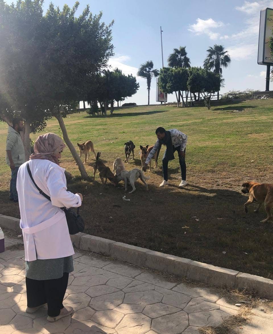 حملات التطعيم ضد السعار بالعبور حملات التطعيم ضد السعار بالعبور