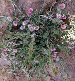 نبات القرزح الشوكى نبات القرزح الشوكى