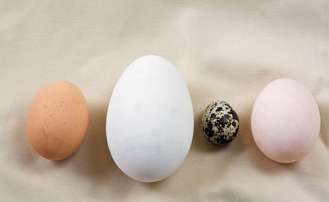 ايهم اكثر صحة بيض السمان ام البط ام الدجاج