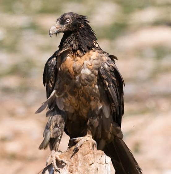 النسر الملتحى النسر الملتحى