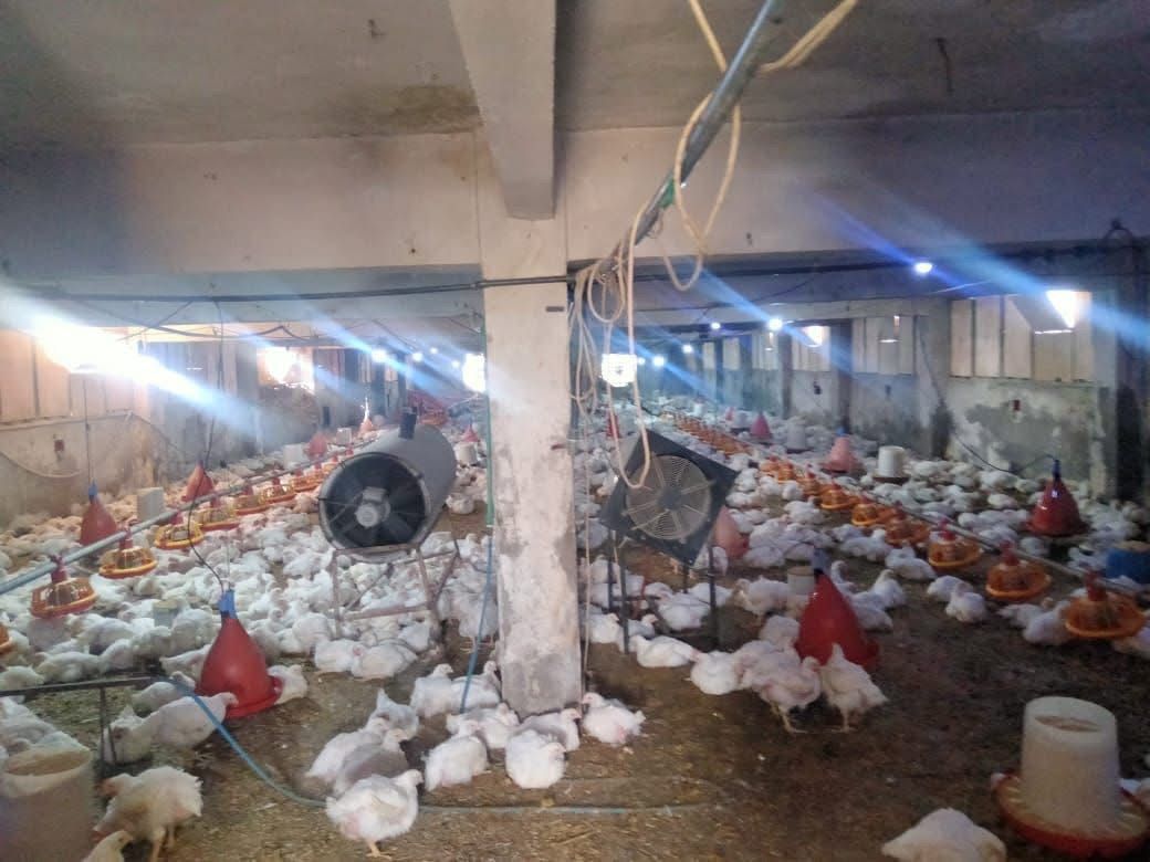 تحصين الطيور