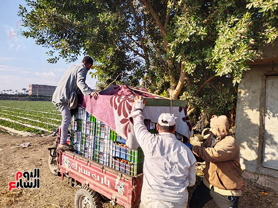 116176-تحميل-الفراولة-لنقلها 116176-تحميل-الفراولة-لنقلها