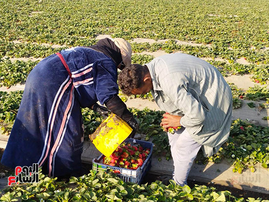 116739-بعد-الحصاد 116739-بعد-الحصاد