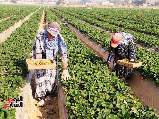 123403-جمع-الفراولة 123403-جمع-الفراولة