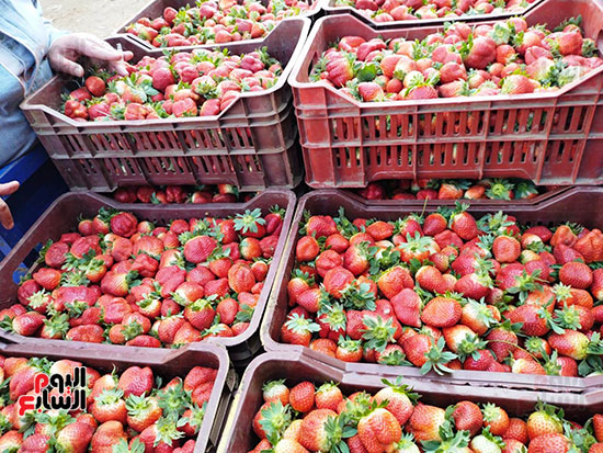125743-الفراولة 125743-الفراولة