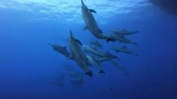 الكائنات البحرية بشهاب ابو الكيزان داديوالس 