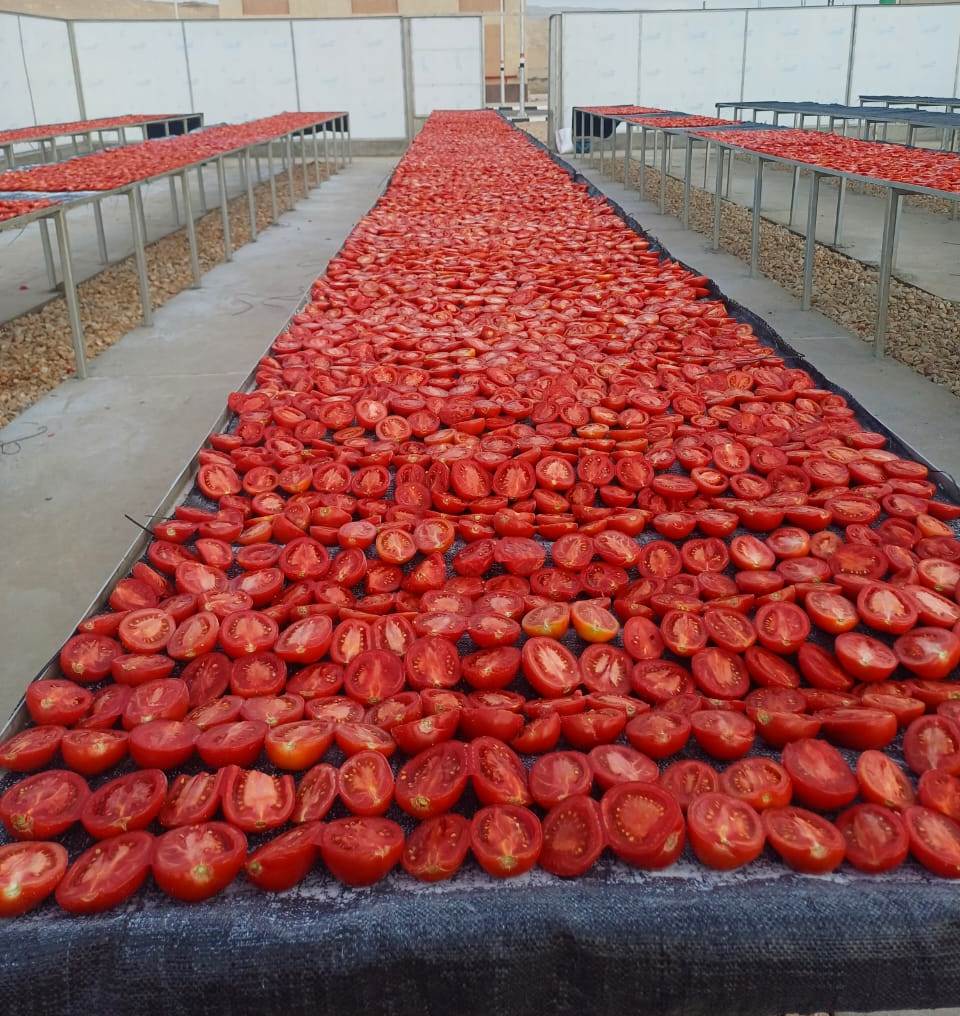 فتح أبواب مناشر تجفيف طماطم جديدة بالأقصر