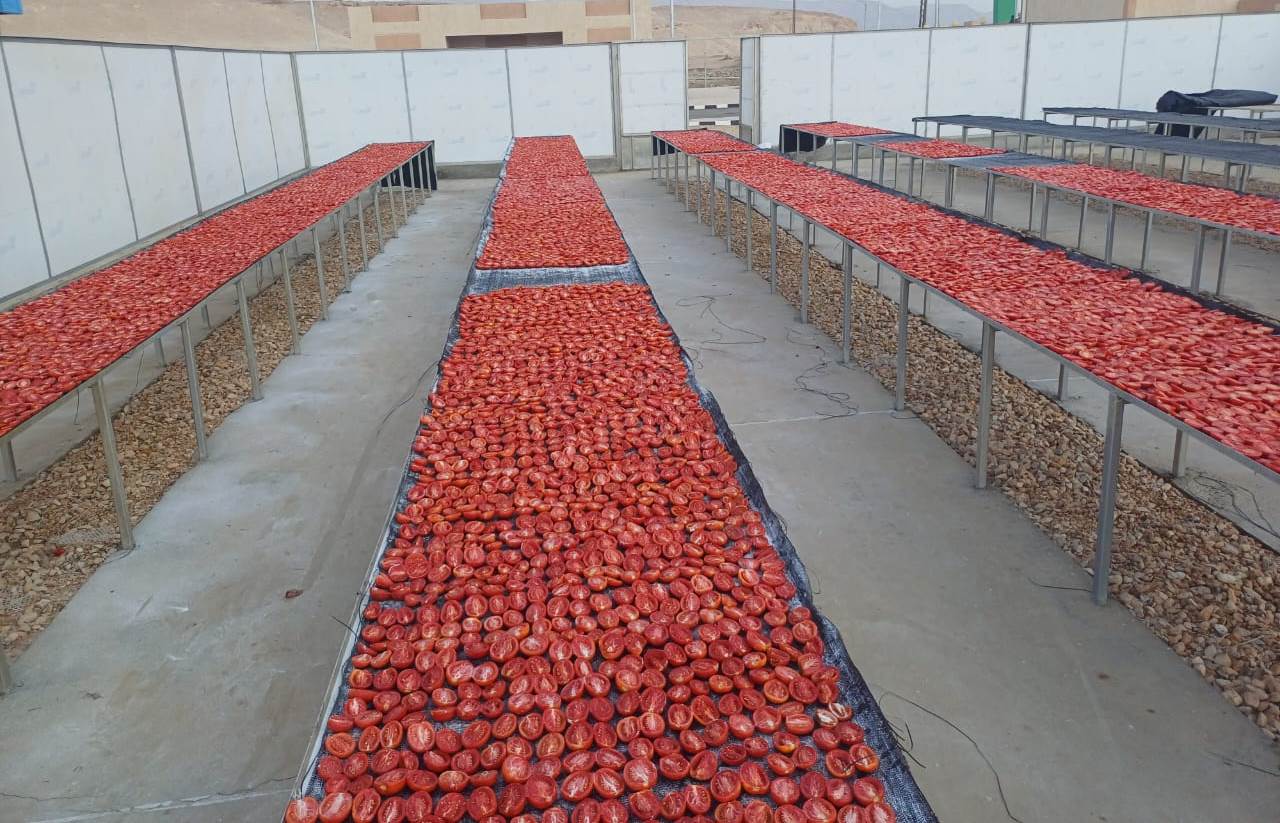 مناشر الطماطم فى مجمع الصناعات الغذائية لخدمة تجفيف الطماطم