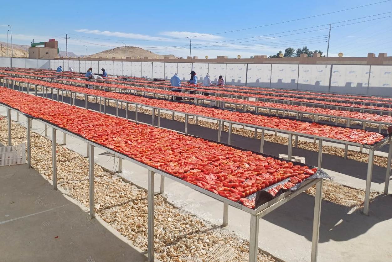 العمل داخل مجمع الصناعات الغذائية لخدمة تجفيف الطماطم